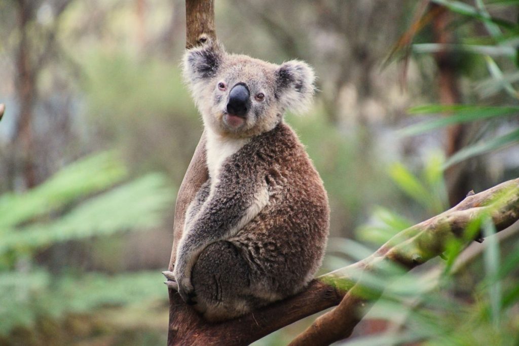 Koala at Healesville Sanctuary