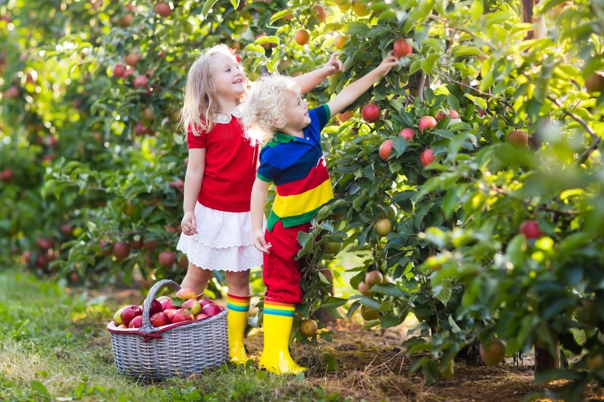 fruit picking day trip in yarra valley